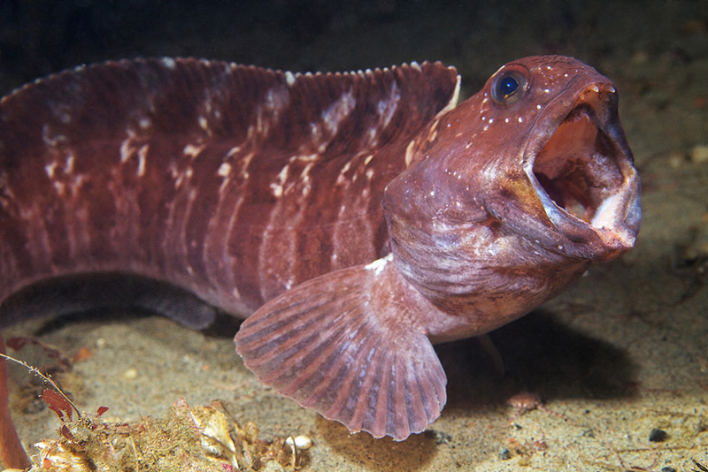 Illustration for article titled Perhaps the Most Beautiful Undersea Photography We've Ever Seen